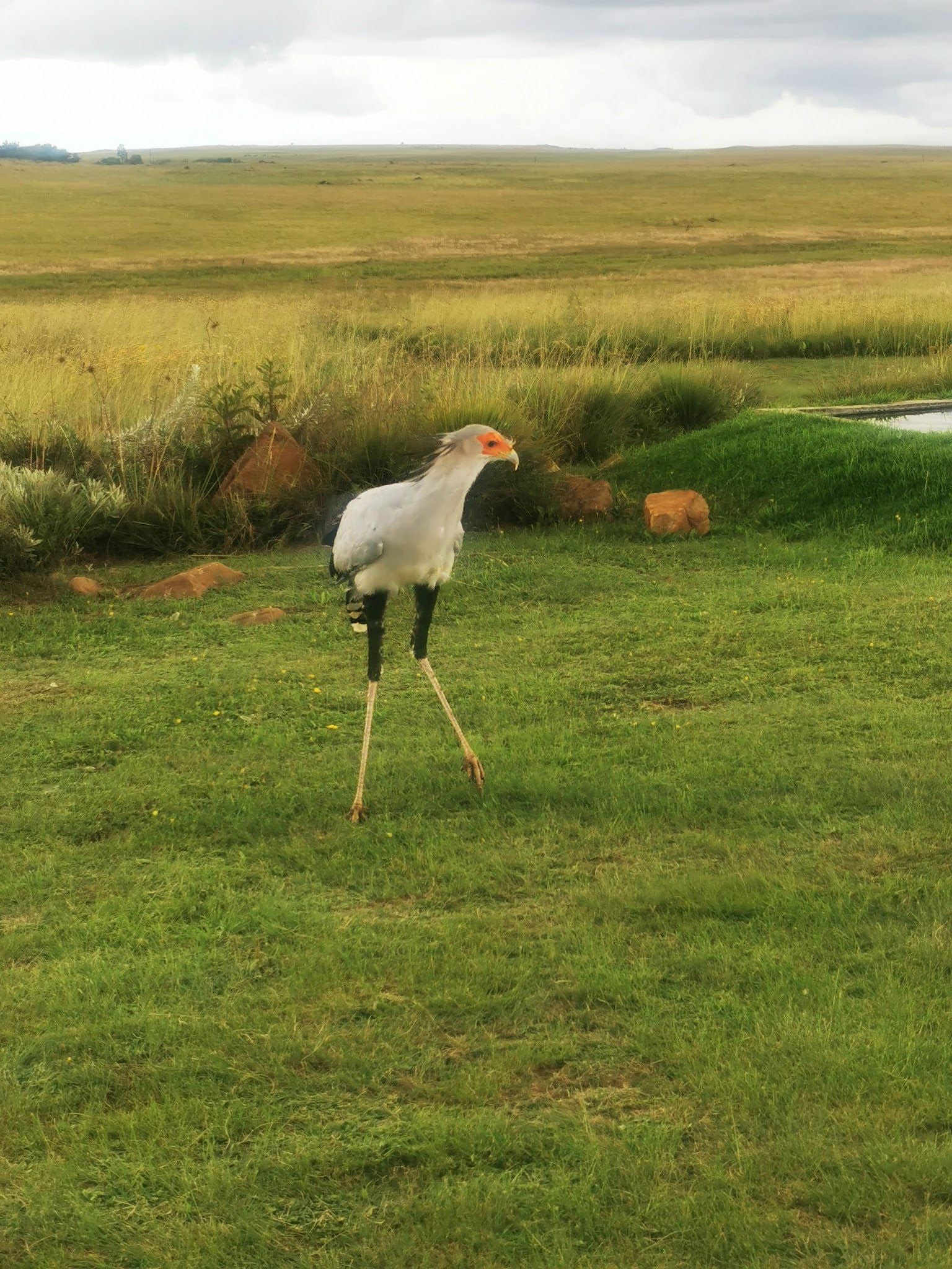  Dullstroom Bird of Prey & Rehabilitation Centre