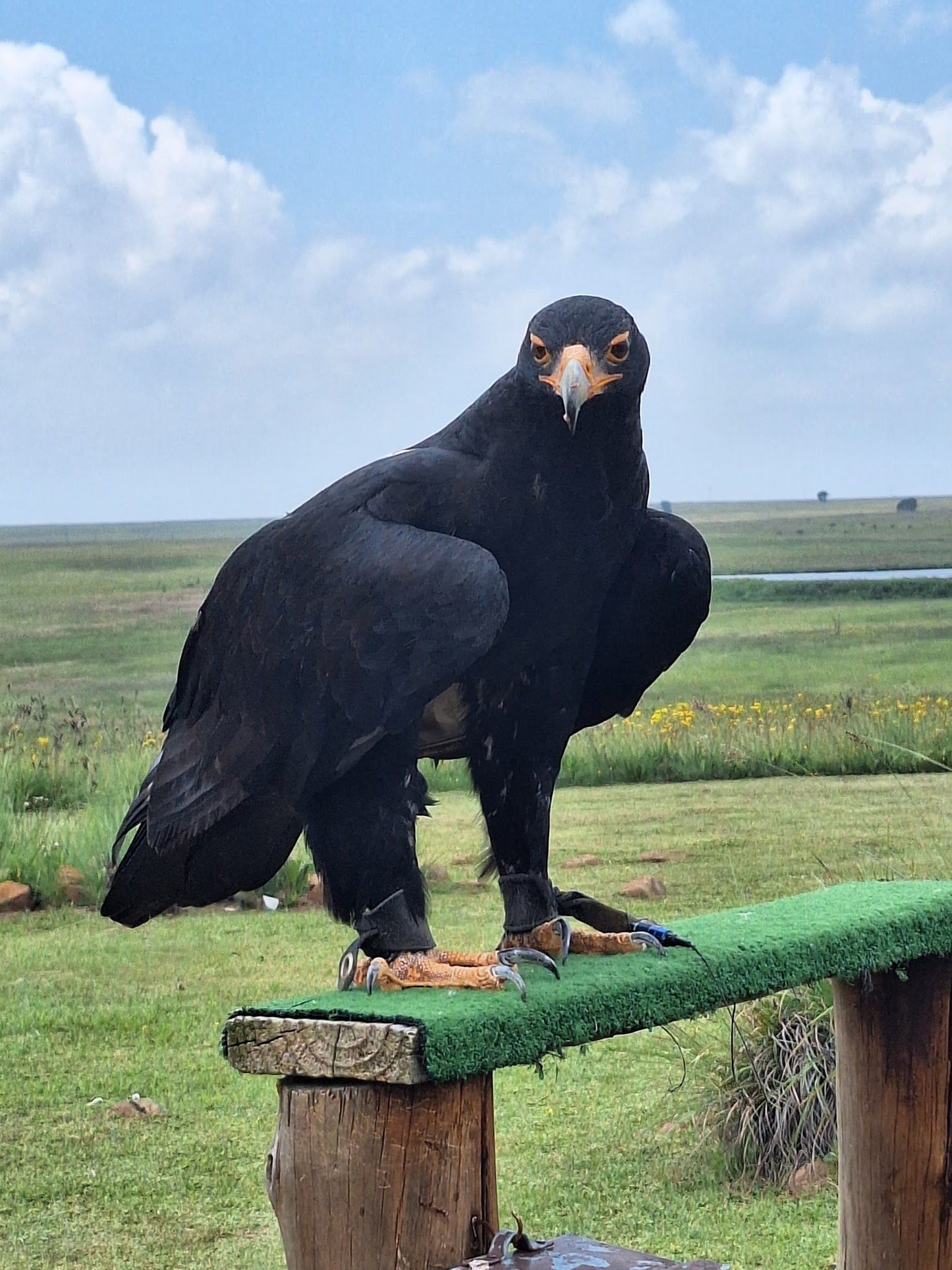  Dullstroom Bird of Prey & Rehabilitation Centre