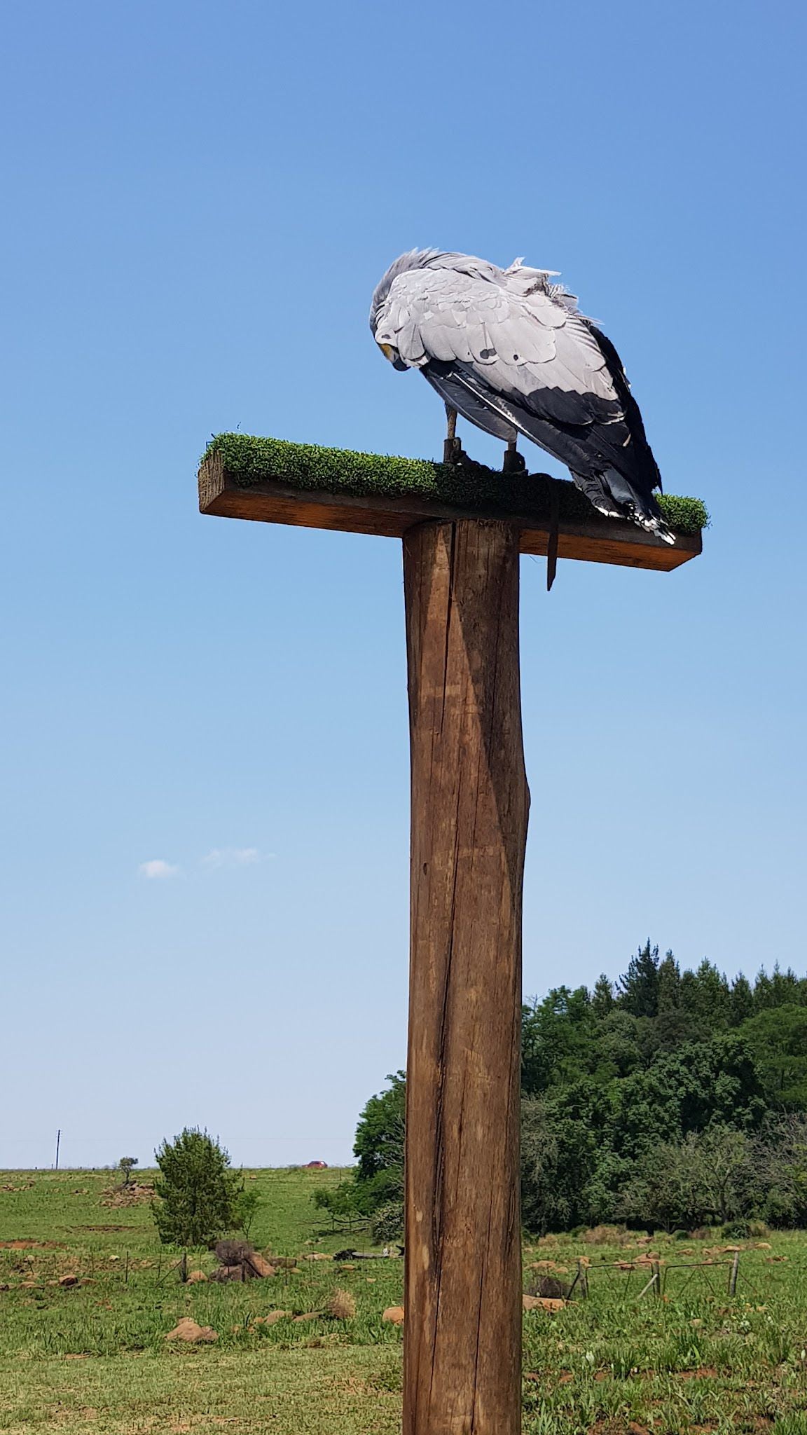  Dullstroom Bird of Prey & Rehabilitation Centre