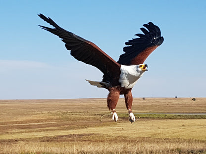  Dullstroom Bird of Prey & Rehabilitation Centre