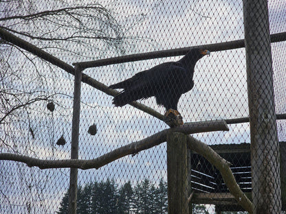  Dullstroom Bird of Prey & Rehabilitation Centre