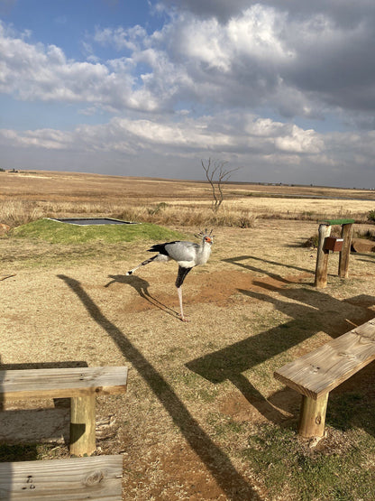  Dullstroom Bird of Prey & Rehabilitation Centre