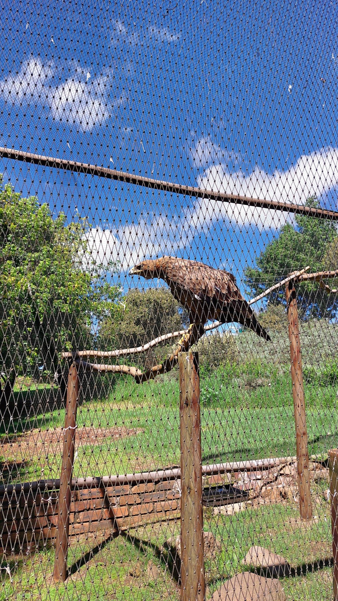  Dullstroom Bird of Prey & Rehabilitation Centre