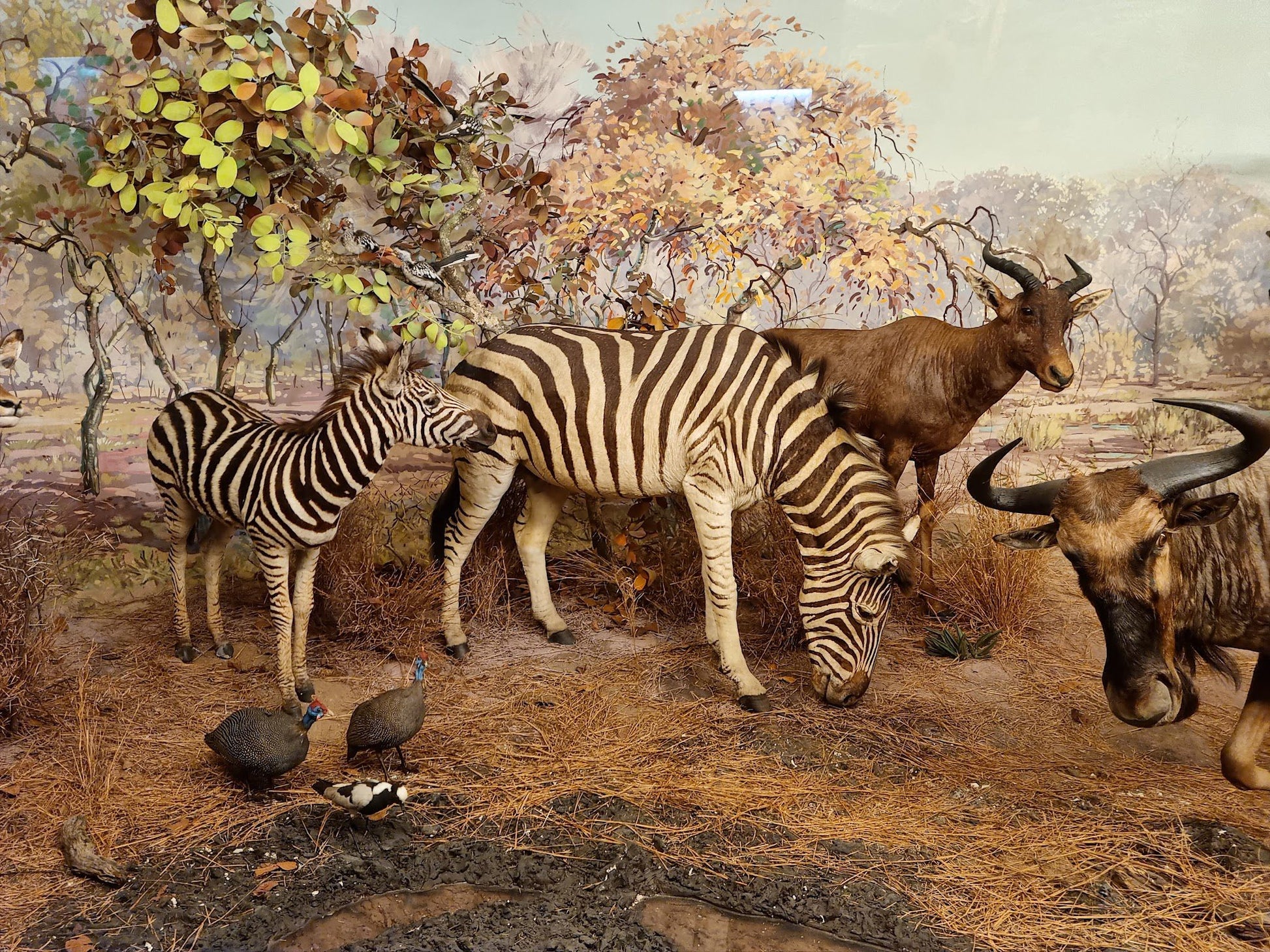  Durban Natural Science Museum