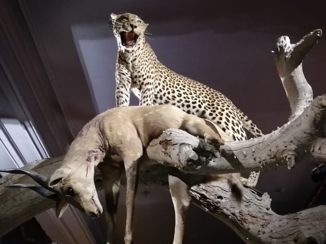  Durban Natural Science Museum