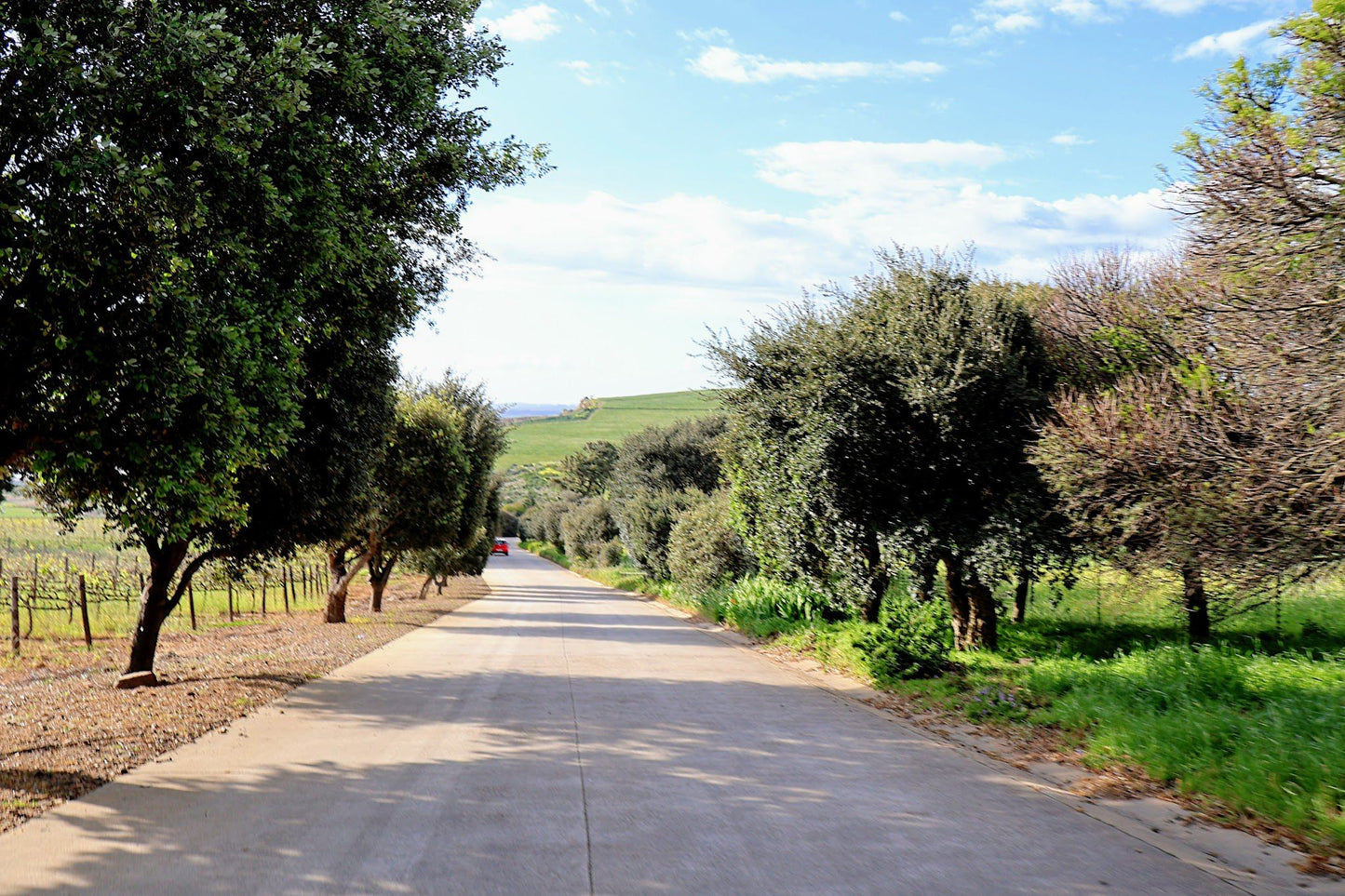  Durbanville Hills Winery