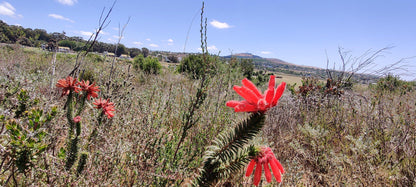  Durbanville Nature Reserve