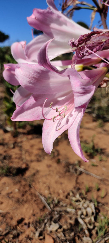  Durbanville Nature Reserve