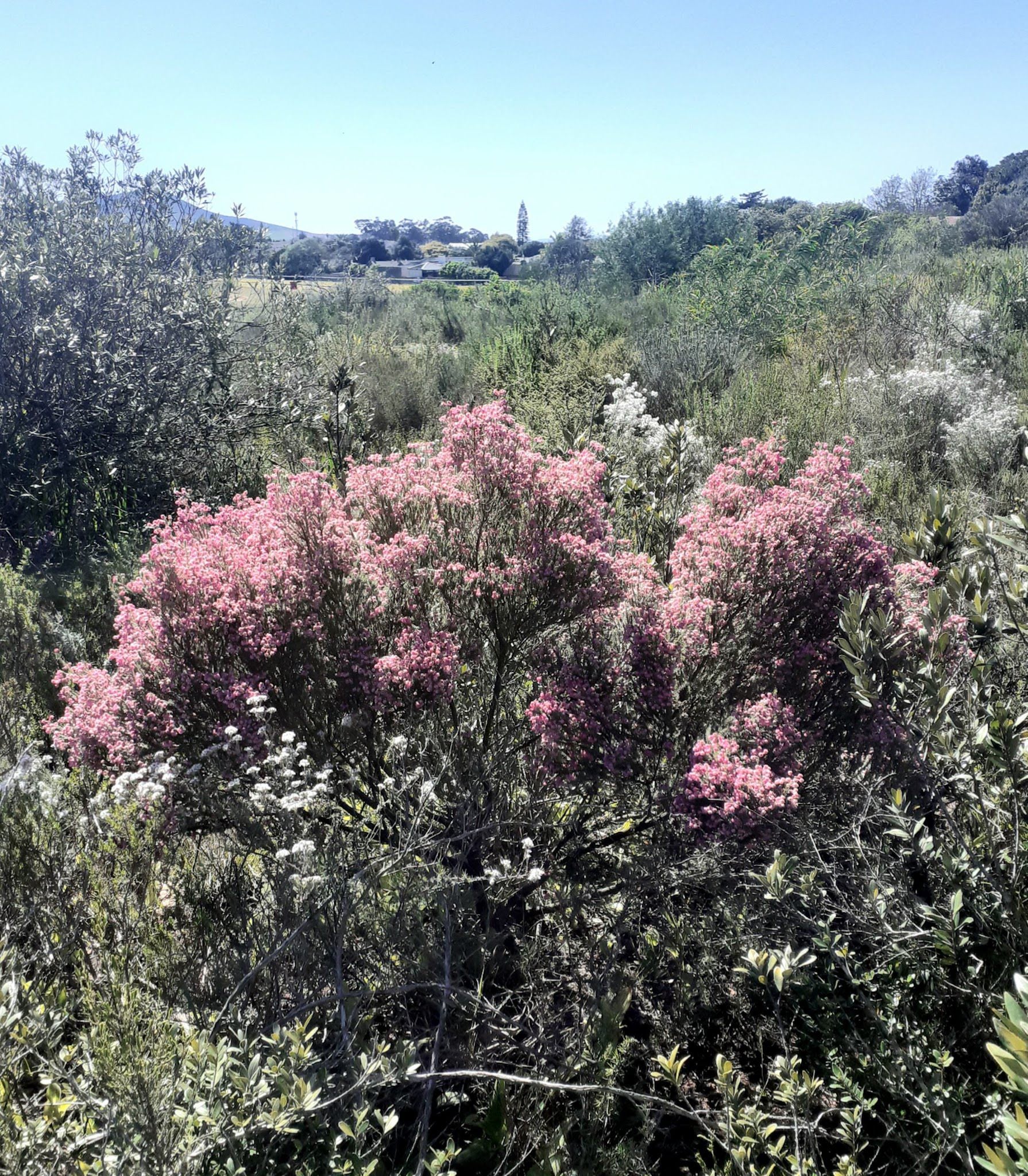  Durbanville Nature Reserve