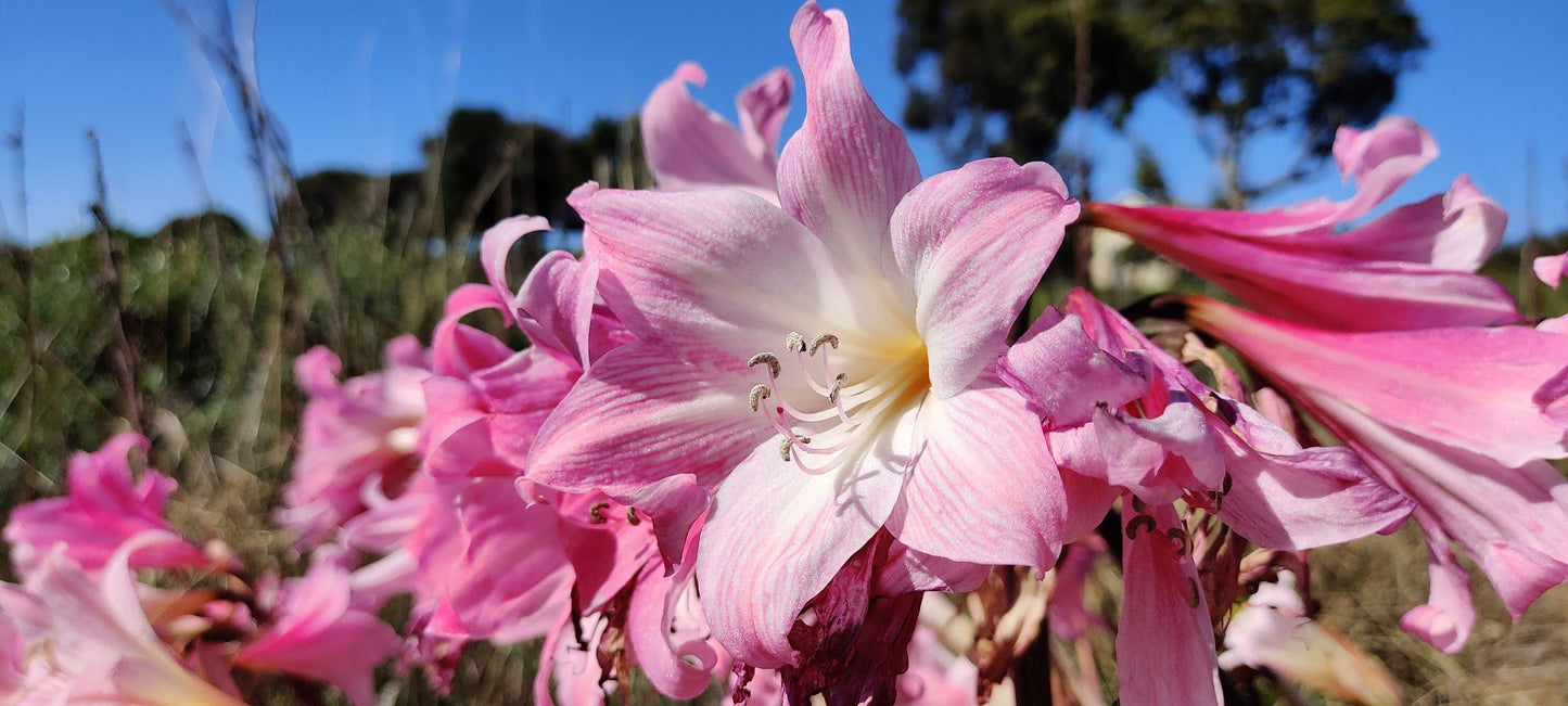  Durbanville Nature Reserve