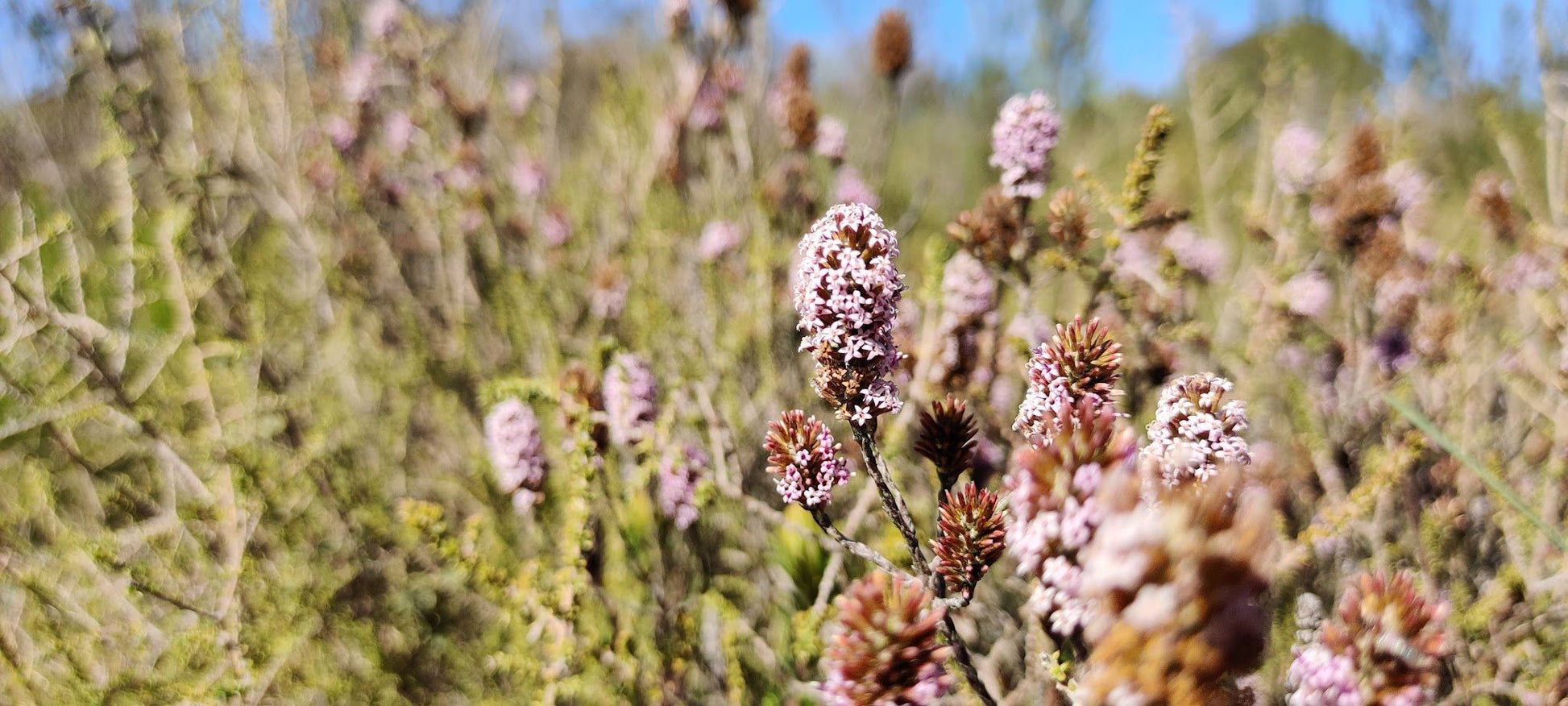  Durbanville Nature Reserve