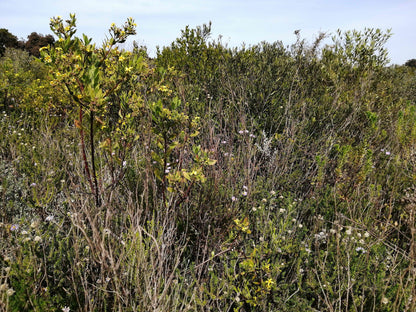  Durbanville Nature Reserve