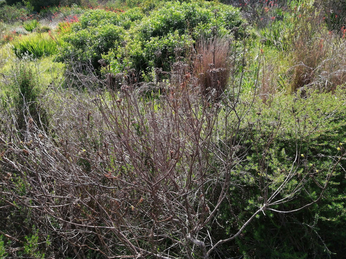  Durbanville Nature Reserve