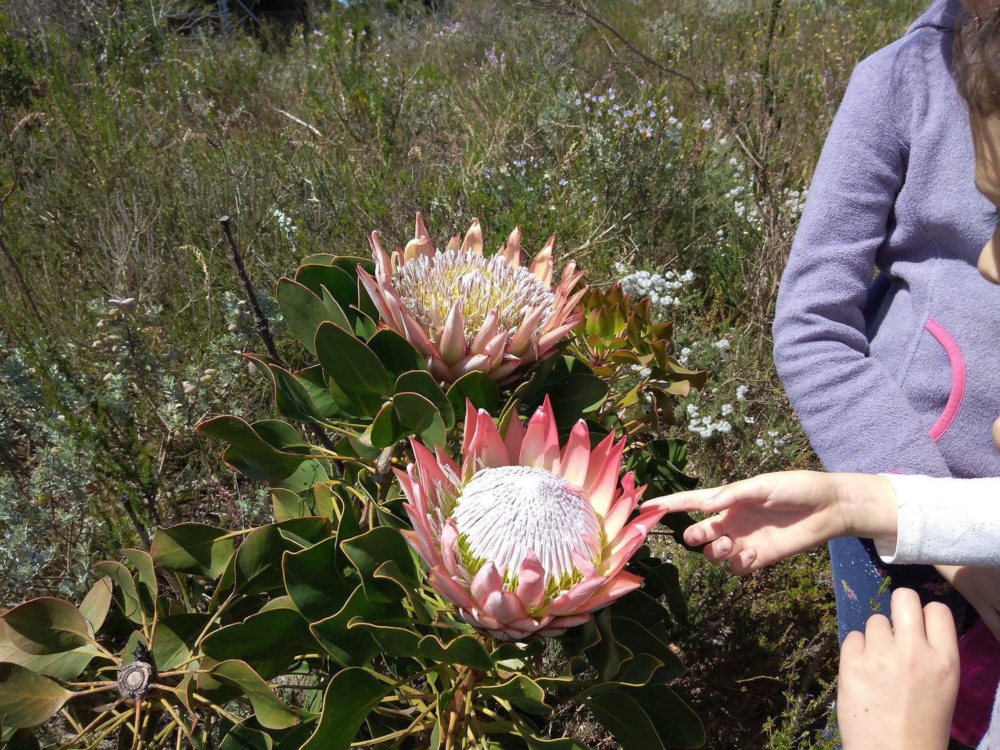  Durbanville Nature Reserve