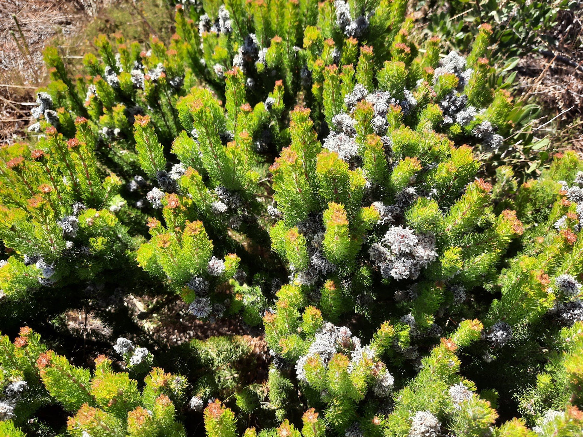  Durbanville Nature Reserve