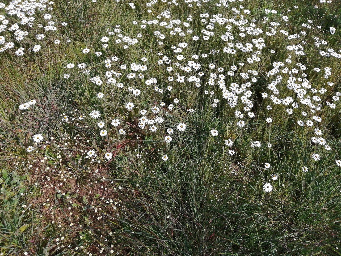  Durbanville Nature Reserve