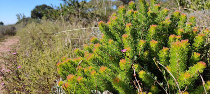  Durbanville Nature Reserve