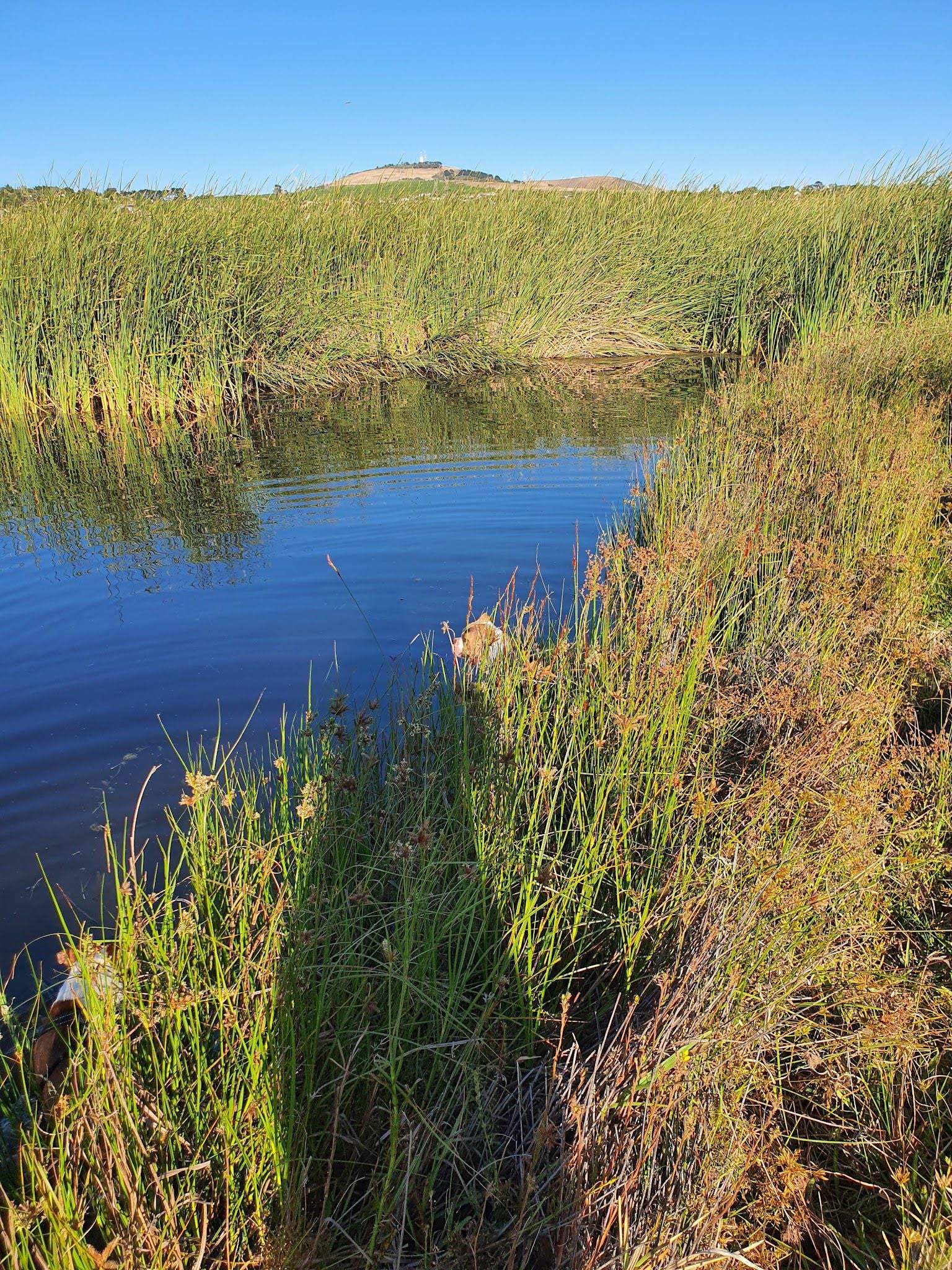  Durbanville Nature Reserve