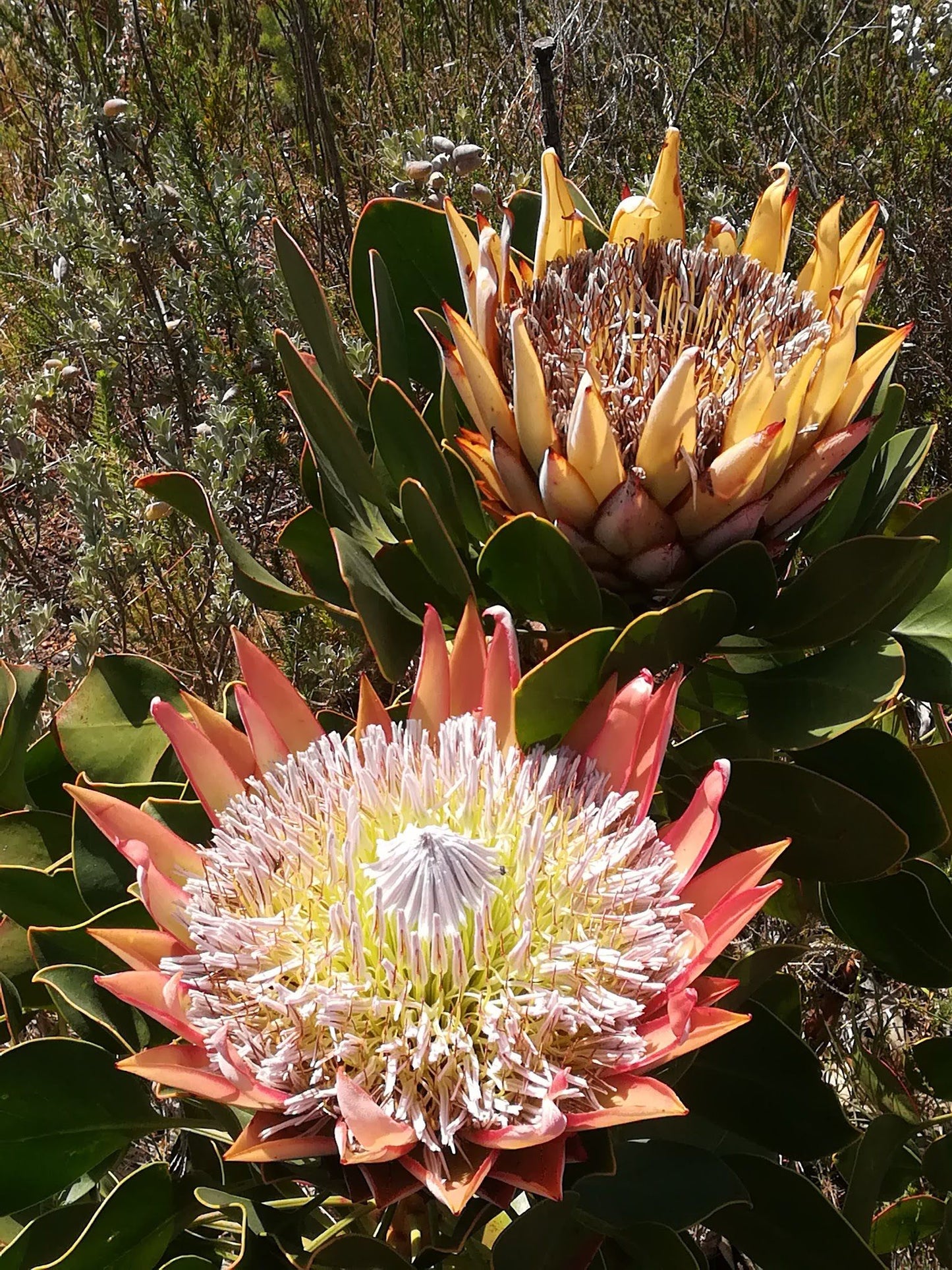  Durbanville Nature Reserve