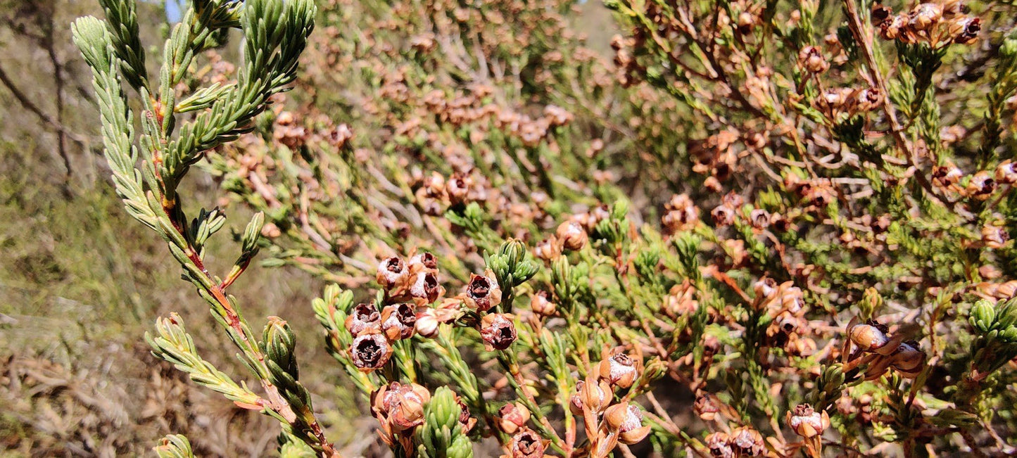  Durbanville Nature Reserve