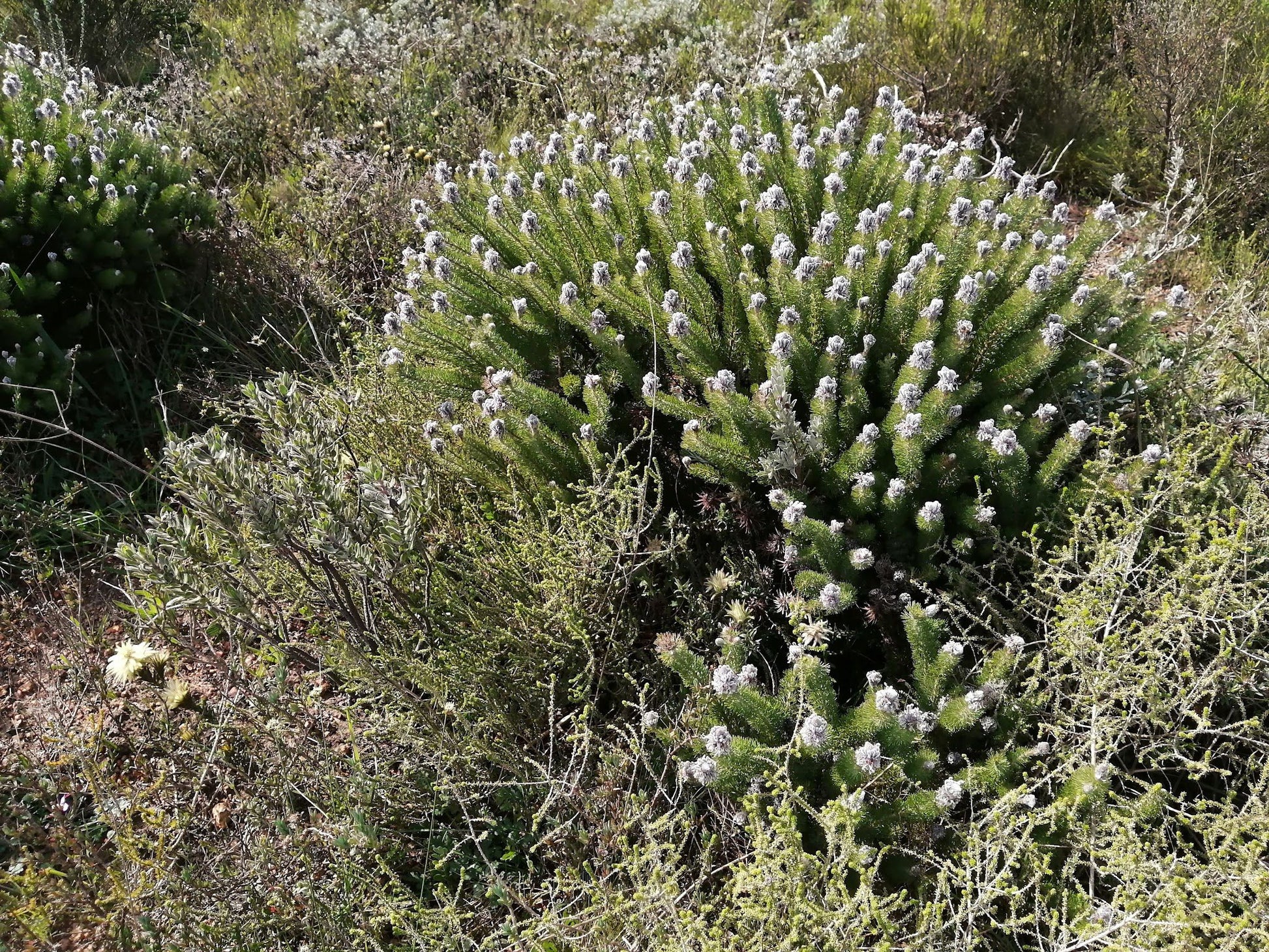  Durbanville Nature Reserve