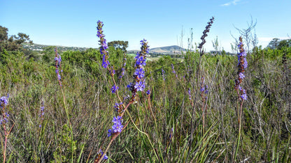  Durbanville Nature Reserve