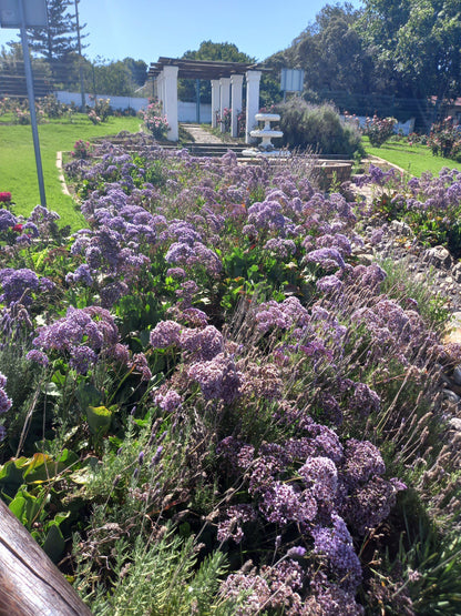  Durbanville Rose Garden