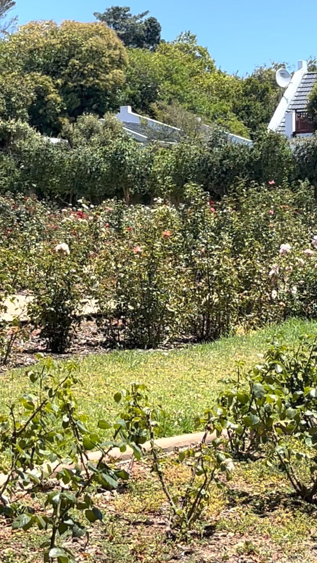  Durbanville Rose Garden