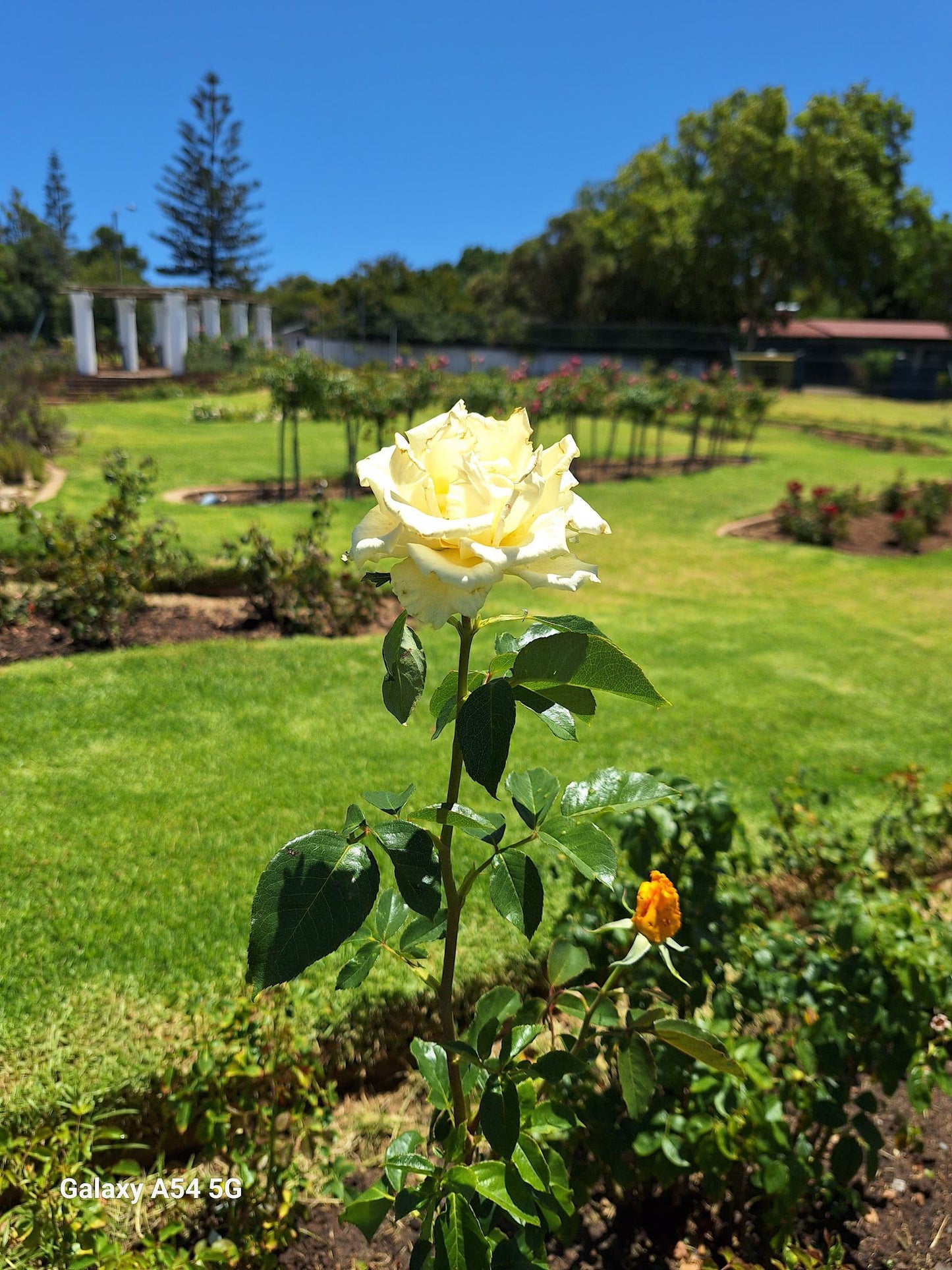  Durbanville Rose Garden