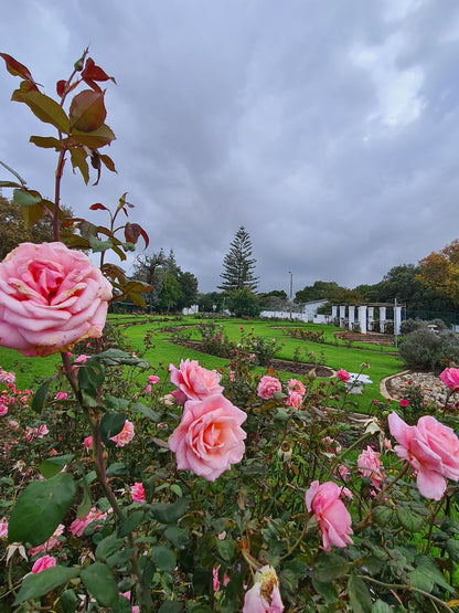  Durbanville Rose Garden