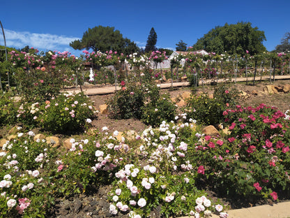  Durbanville Rose Garden