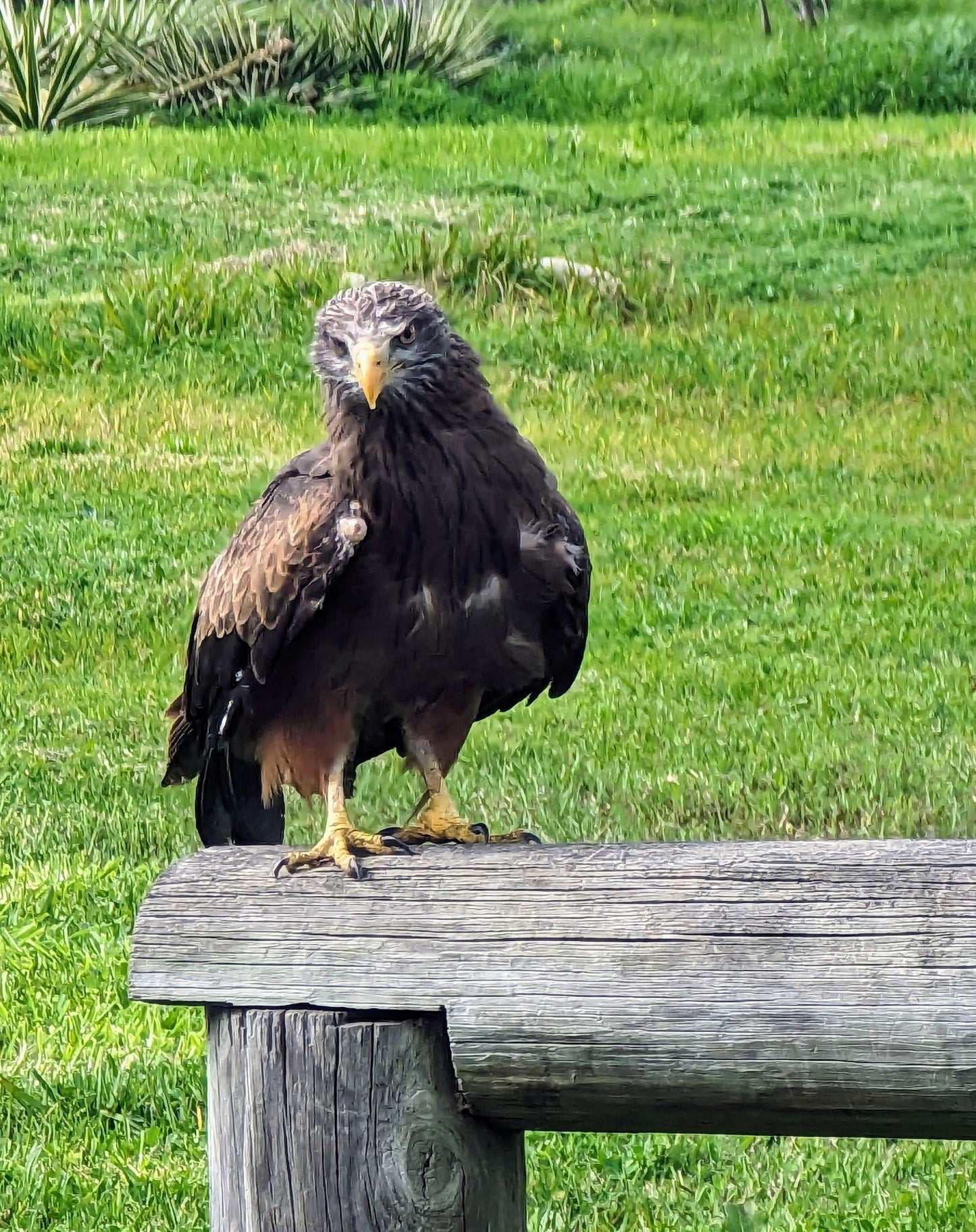  Eagle Encounters