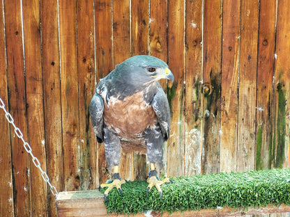  Eagle Encounters