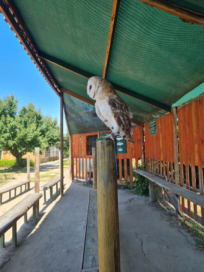  Eagle Encounters