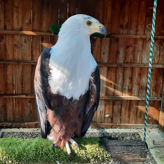  Eagle Encounters