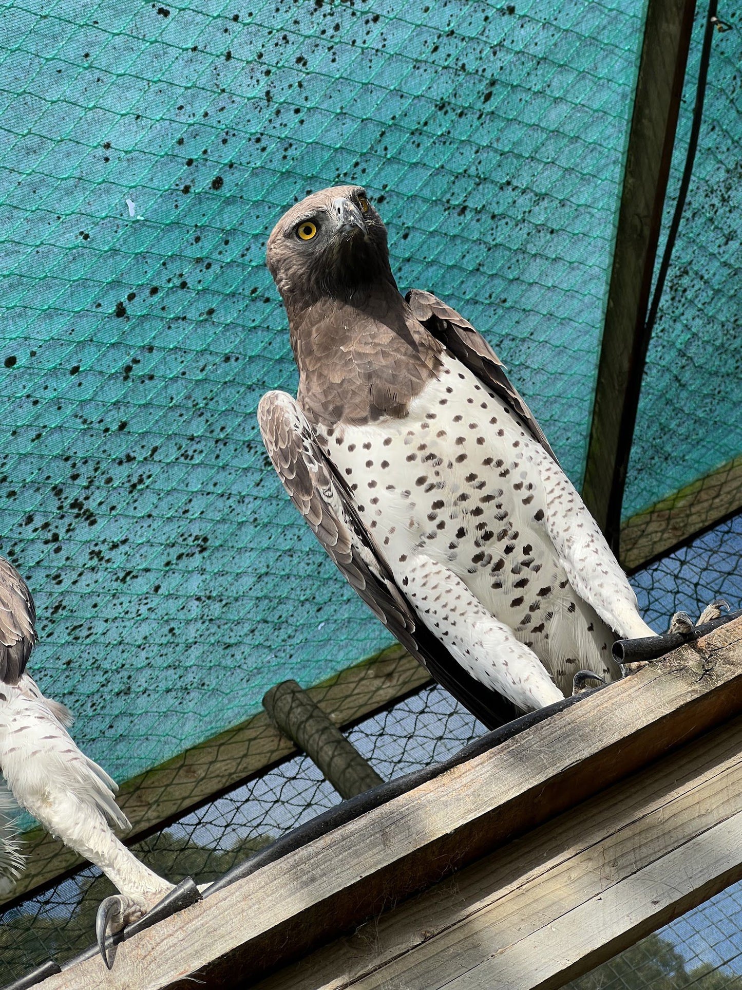  Eagle Encounters