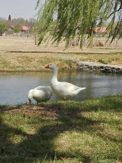  Eende Dam