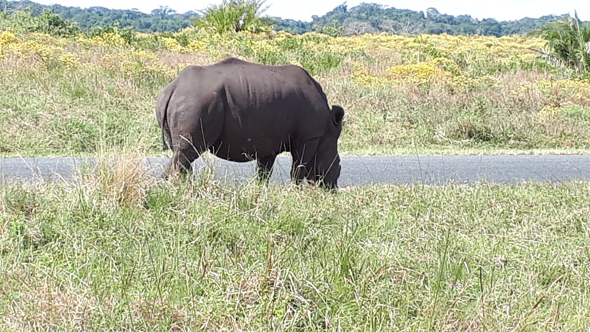  Elephant Connections