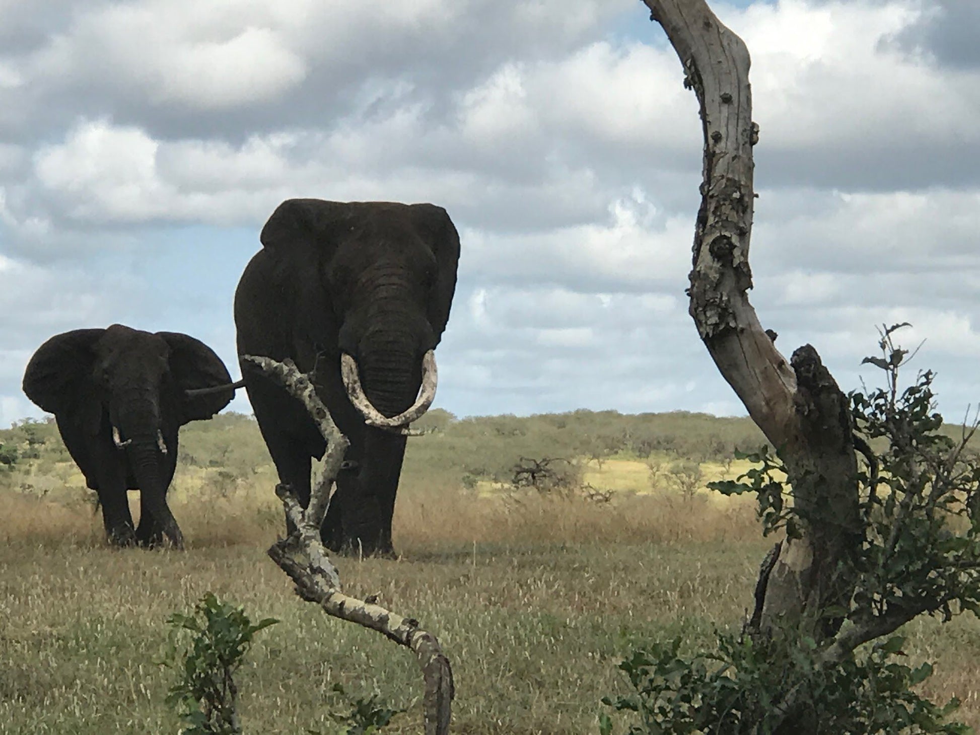  Elephant Connections