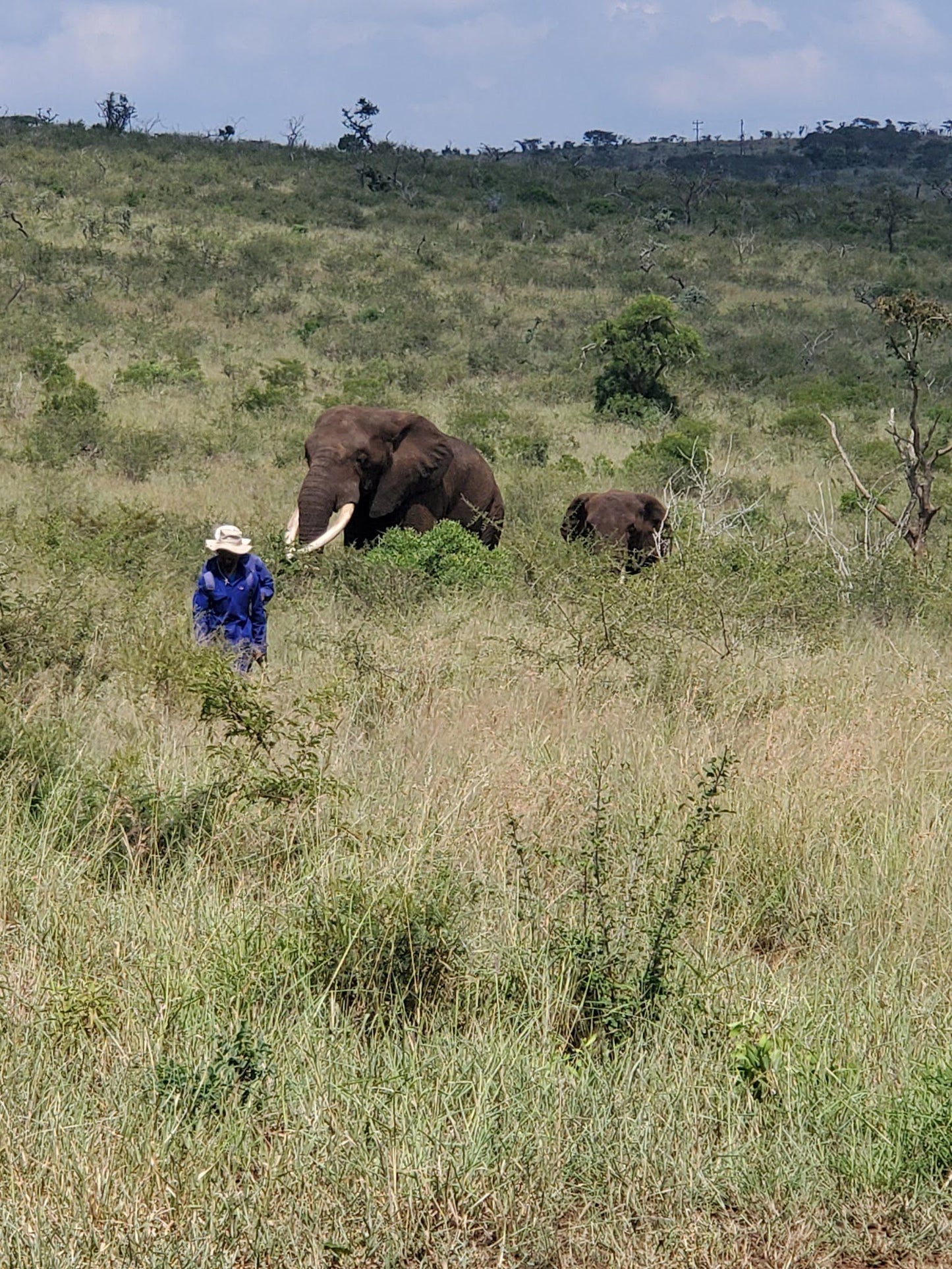  Elephant Connections