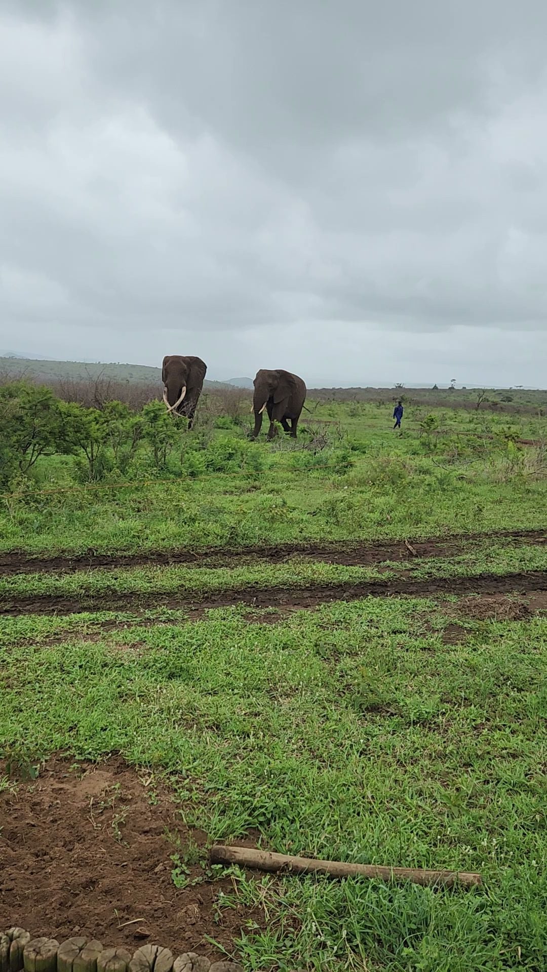  Elephant Connections