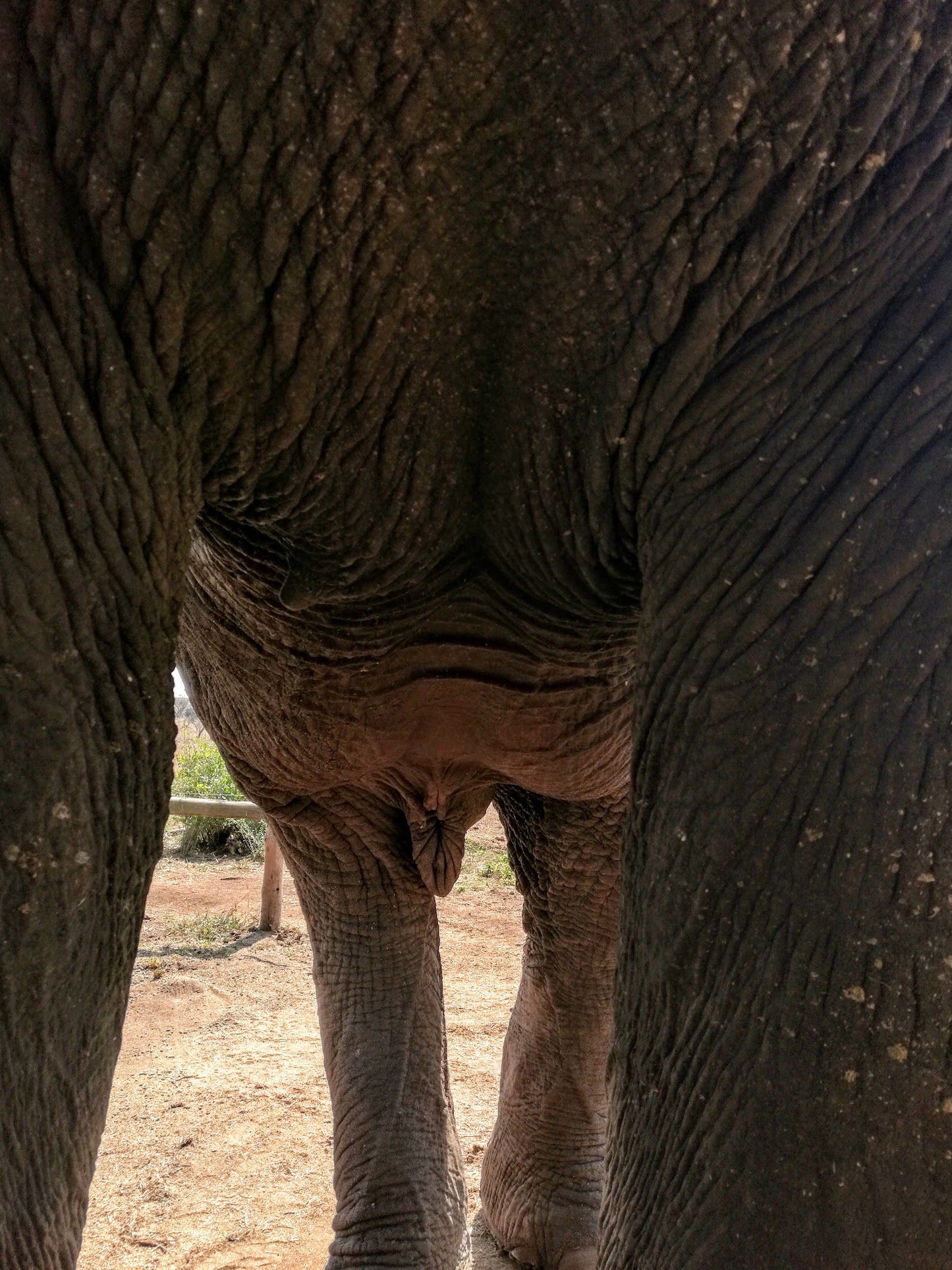  Elephant Connections