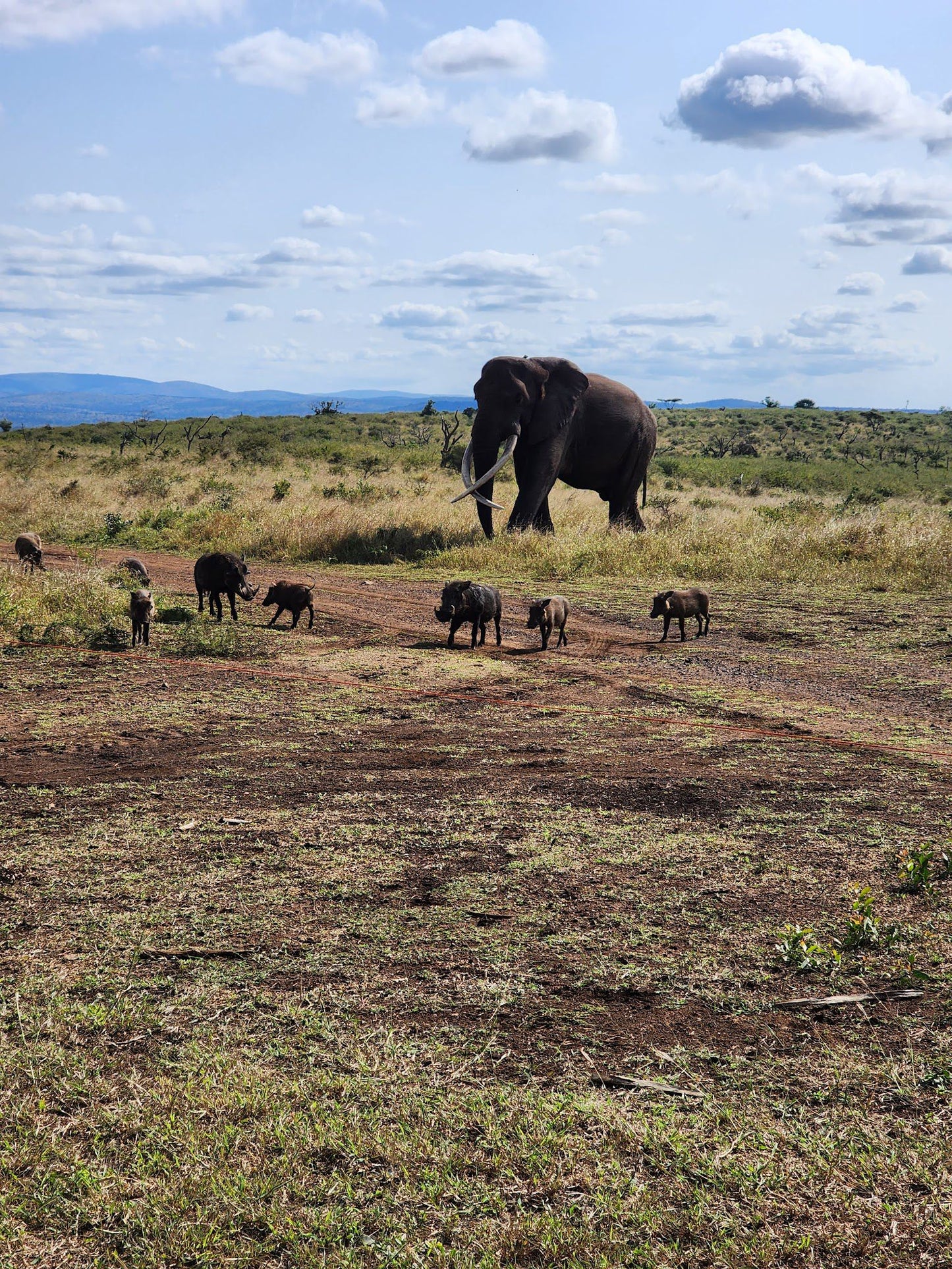  Elephant Connections