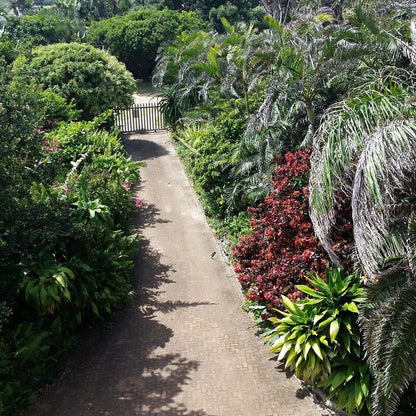 Elsea Palm Beach Kwazulu Natal South Africa Palm Tree, Plant, Nature, Wood, Tree, Garden