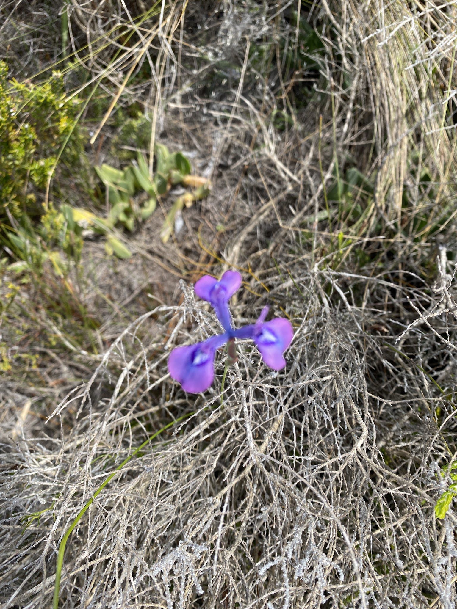  Elsie's Peak