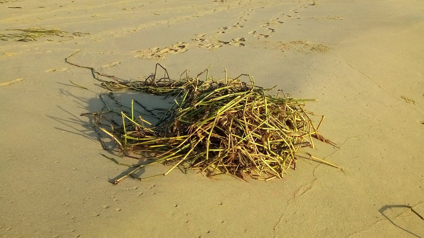  Estuary boardwalk