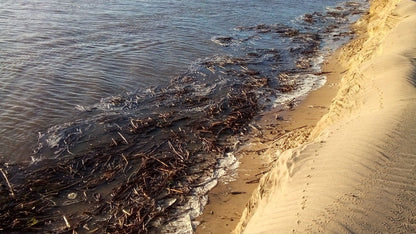  Estuary boardwalk