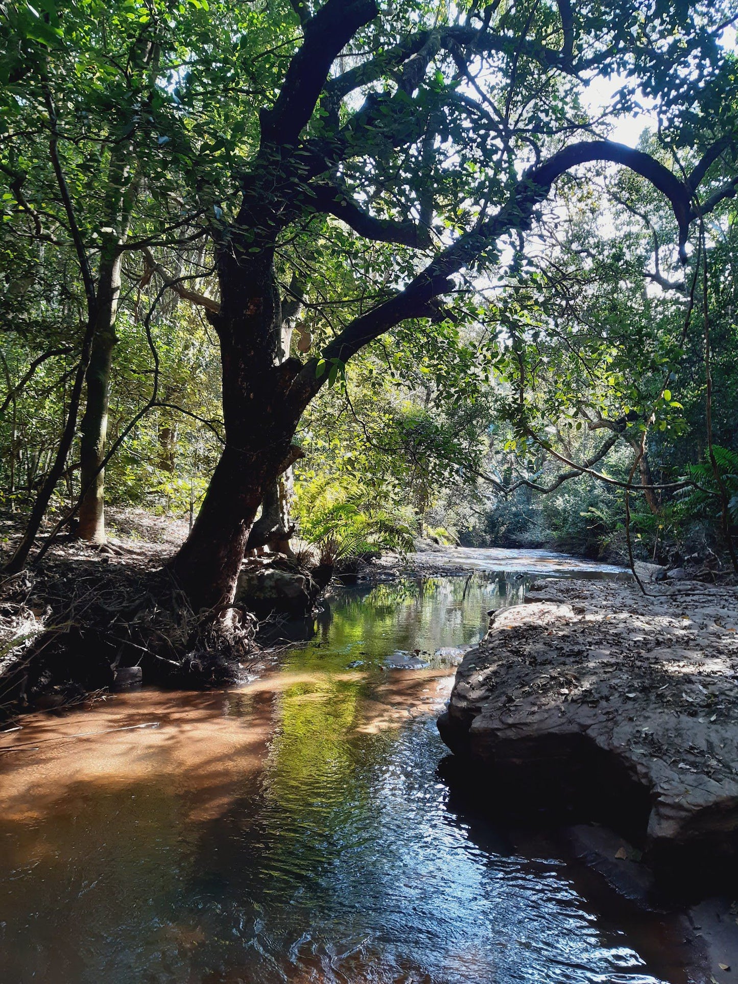  Everton Conservancy Molweni River