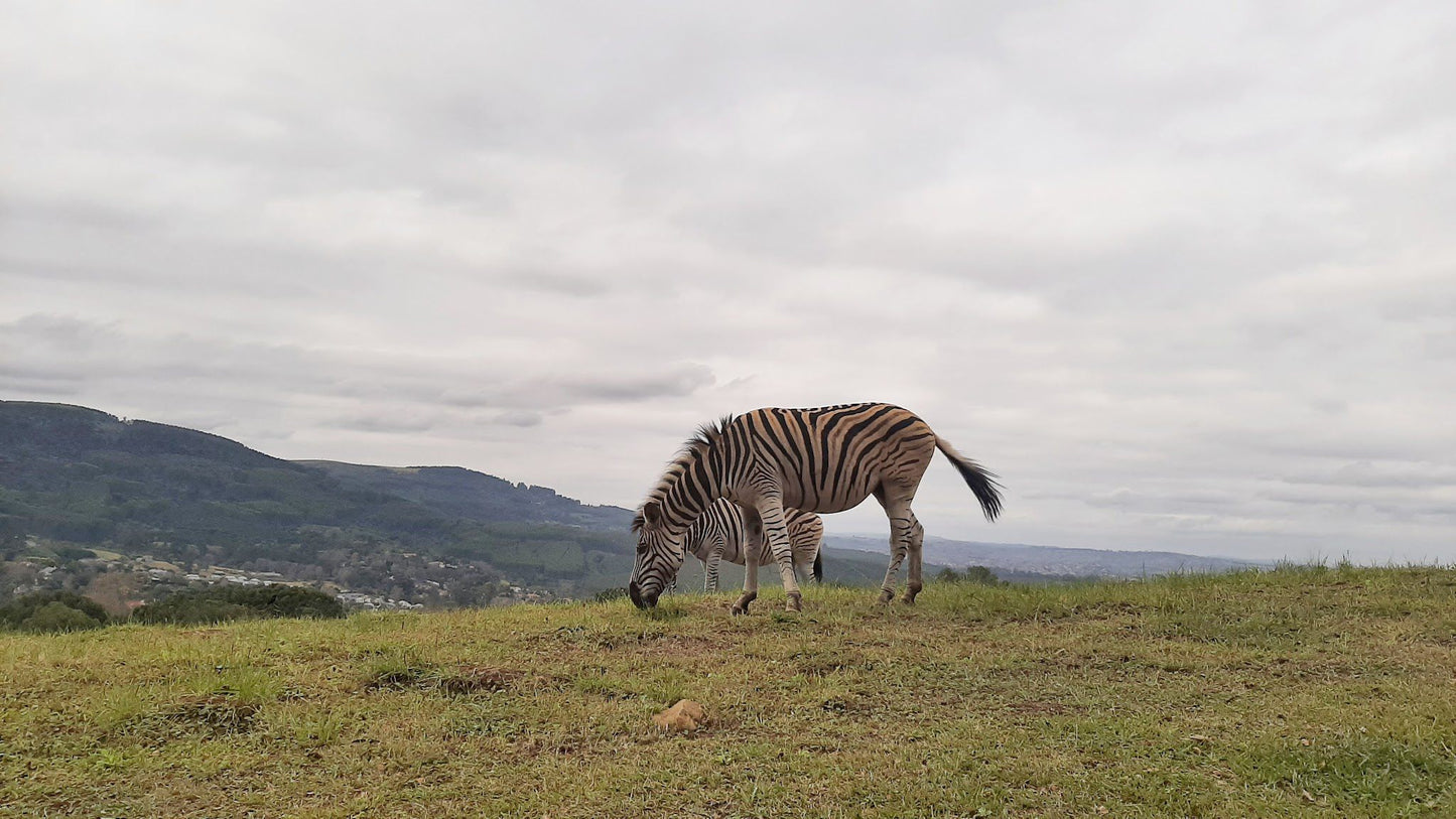  Ezemvelo KZN Wildlife