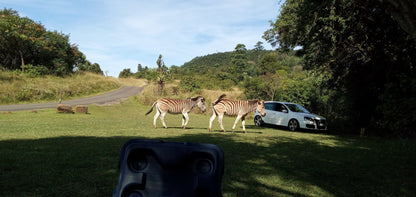  Ezemvelo KZN Wildlife